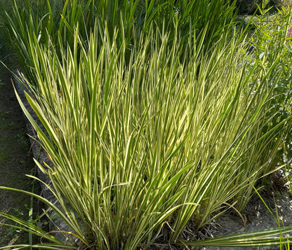 Acorus calamus Variegated (Sweet flag) - Marginal Pond Plants - MP002