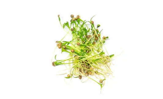 Micro Coriander (30g)