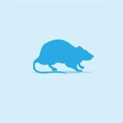 Monkfield Rat - Weaner Large (51-100g) - North East Pet Shop MonkField